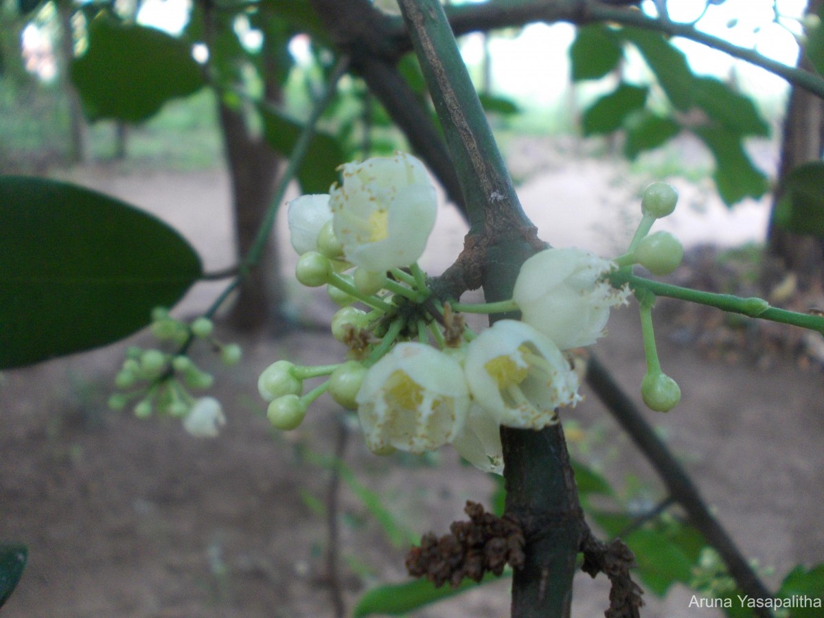 Garcinia spicata (Wight & Arn.) Hook.f.